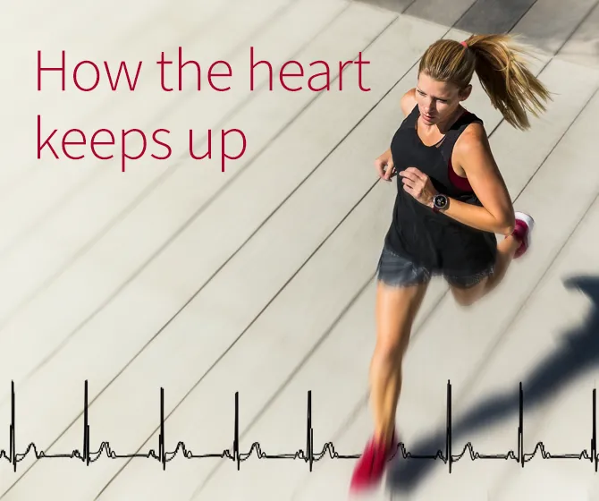 Research Insight | Professor Satoshi Koba | How the heart keeps up